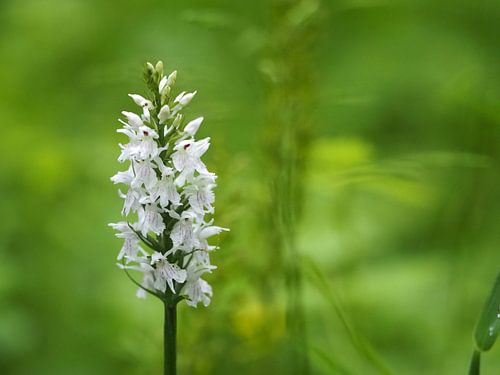 Einsame Orchidee