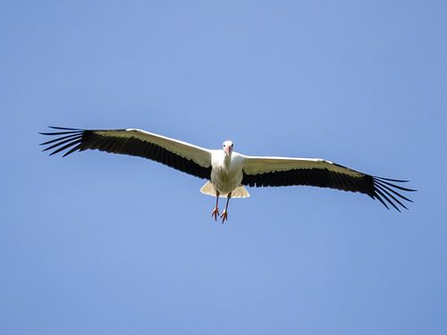 A white stork approaching
