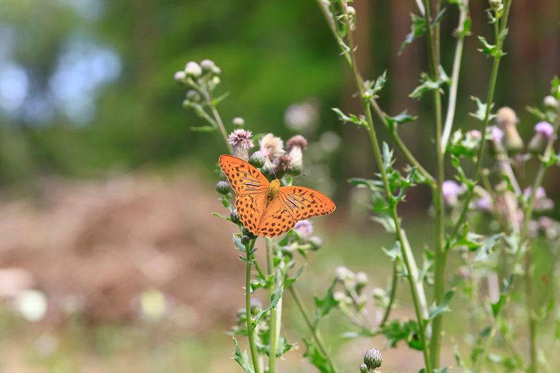 Butterfly by Thomas Jäger