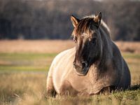 Liegendes Konik-Pferd