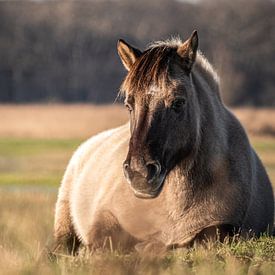 Liegendes Konik-Pferd von Kayleigh Heppener