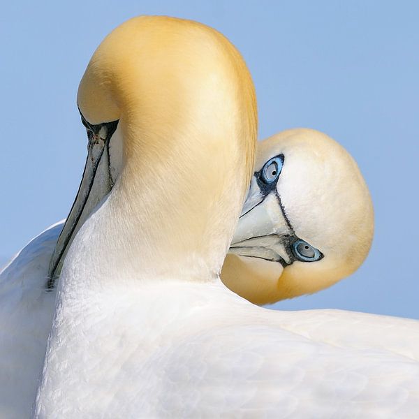 Basstölpel (Stern-Look) von Harry Eggens