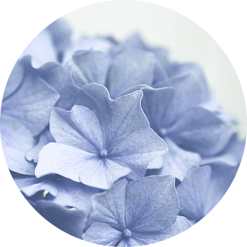 Zacht blauwe Hortensia bloemen van Denise Tiggelman