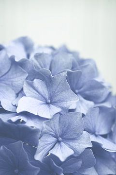 Fleurs d'hortensia bleu tendre sur Denise Tiggelman