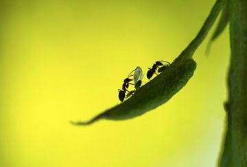 Ein Leben voller Läuse (Nahaufnahme von zwei Ameisen beim Melken von Läusen) von Birgitte Bergman