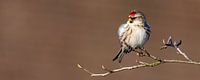 Great Redpoll (Acanthis flammea)