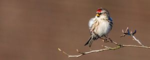 Great Redpoll (Acanthis flammea)