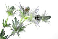 Thistles