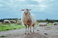 Sheep