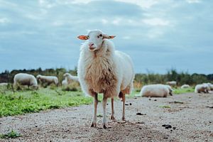 Schafe von Eva Ruiten