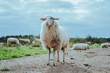 Schaap