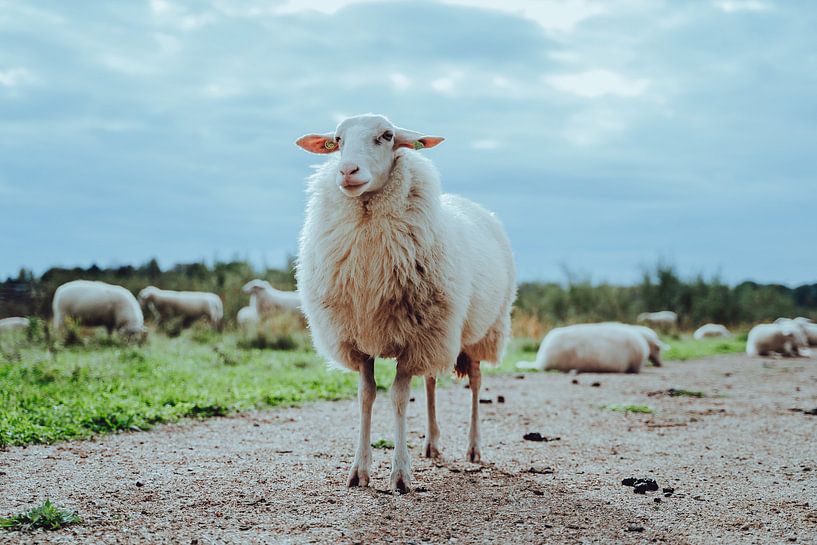 Schaap van Eva Ruiten