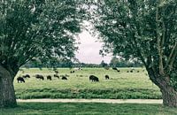 Polderlandschap