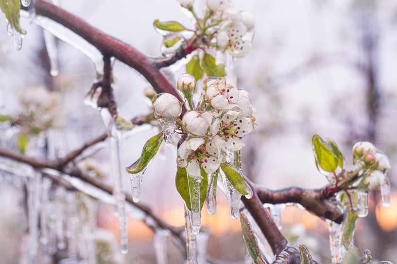 Eisige Blüte von Max ter Burg Fotografie