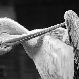 Pelican by Robert Loomans