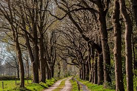 Waldweg Havelte bei schwacher Frühlingssonne.