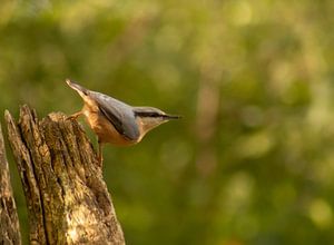 Vogel in het bos (boomklever)
