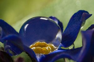 Une petite goutte sur une fleur bleue et jaune.
