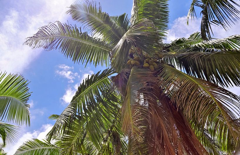 Tropical palm trees on the beach in Seychelles paradise by MPfoto71