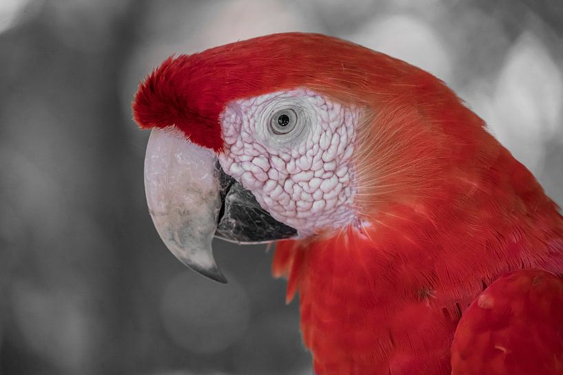 Perroquet ara rouge ck par Barbara Fraatz