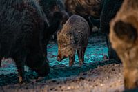 petit sanglier parmi ses grands parents