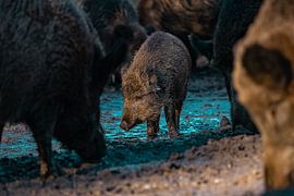 kleines Wildschwein unter seinen größeren Verwandten von bryan van willigen