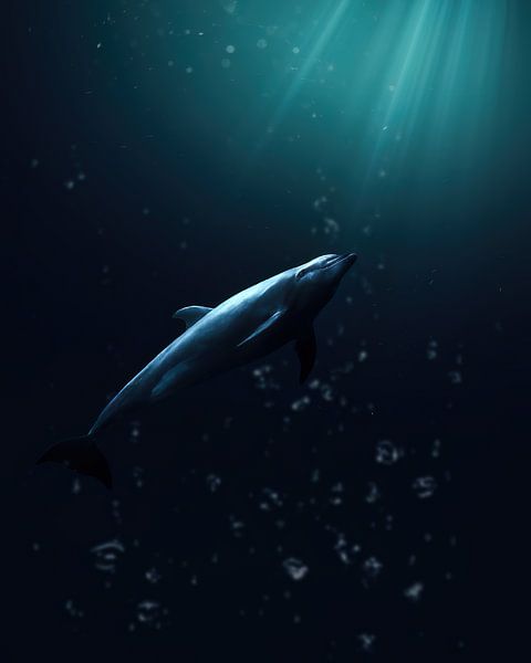 Dolphin Underwater with Beams of Light by Roman Robroek