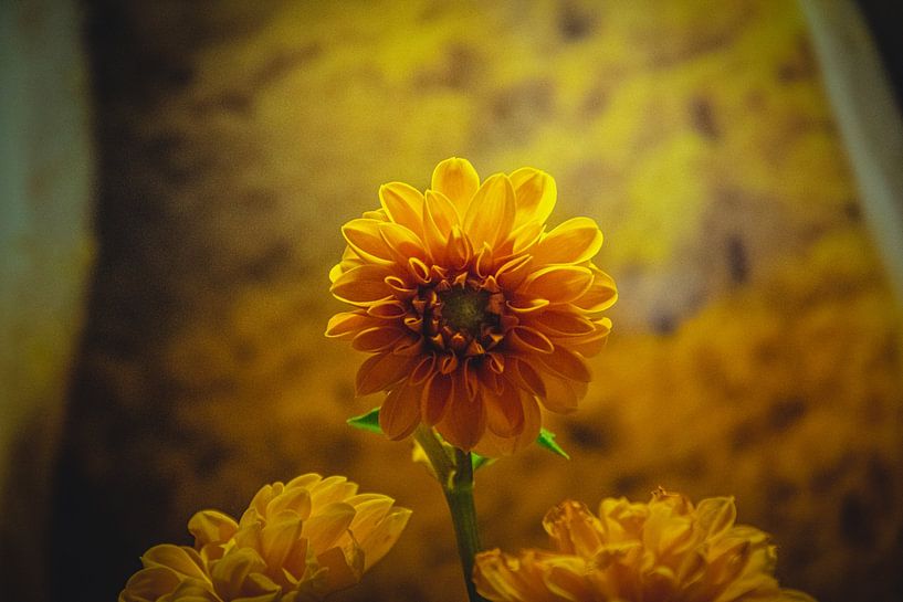 Grootbladige dahlia van David Krause