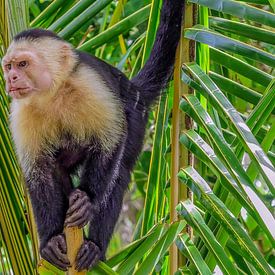Un petit capucin dans un arbre sur Patricia Hofmeester