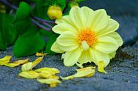 Gelbe Blume auf dem Boden von Olena Tselykh Miniaturansicht