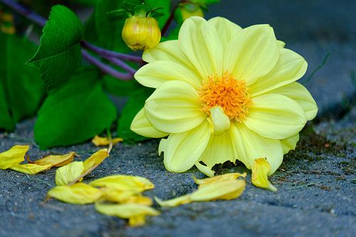 Fleur jaune sur le sol