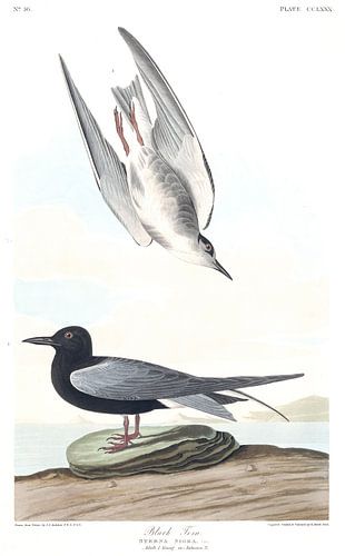 Zwarte Stern