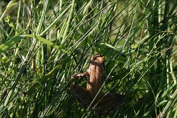 kikkertje von Neeltje Annema