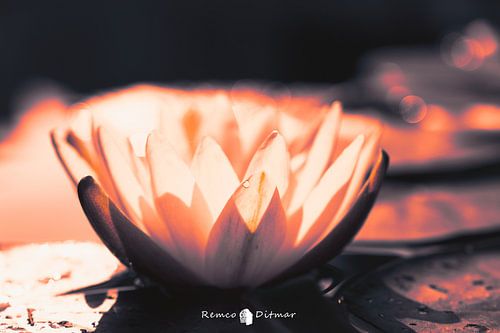 Industrial Elegance in Bloom