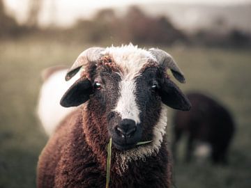 Lam bij het diner van Tobias Wartenberg