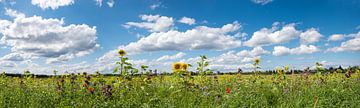 veld met een verscheidenheid aan bij-vriendelijke bloemen, blauwe lucht met wolken van SusaZoom