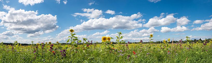 field with variety of bee-friendly flowers, blue sky with clouds by SusaZoom