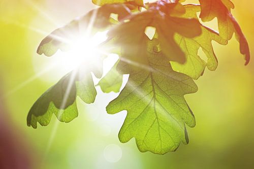 Oak Leaves