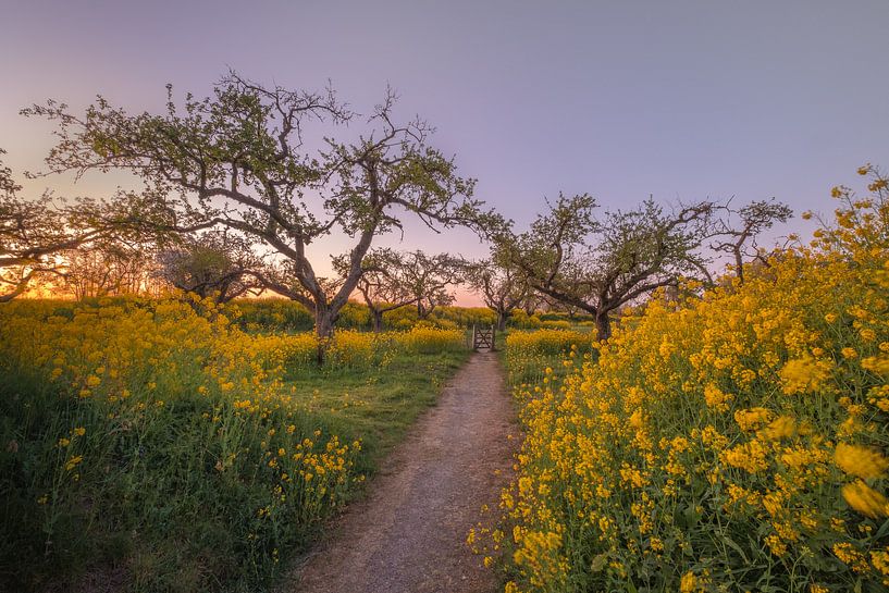 Rapeseed - Rape seed by Moetwil en van Dijk - Fotografie