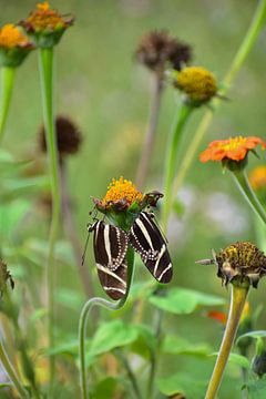 2 vlinders samen op een bloem van Wim Westmaas