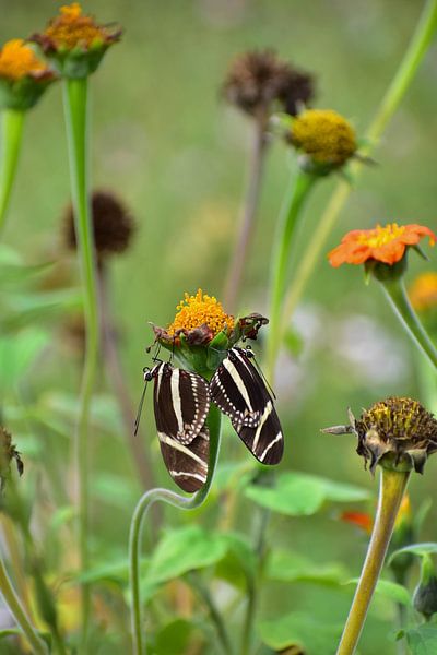 2 papillons ensemble sur une fleur par Wim Westmaas