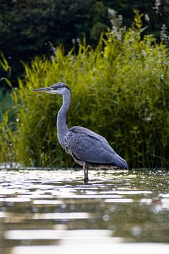 Heron waiting for fish by Maxwell Pels