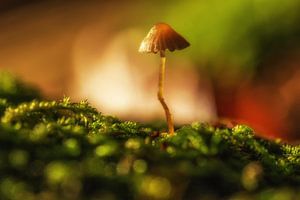 Stimmungsvoller Pilz im Wald