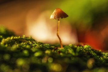 Moody mushroom in the forest van Ilya Korzelius