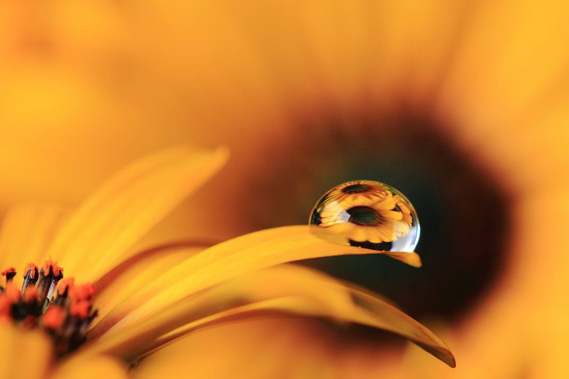 Spanisch Gänseblümchen mit Reflexion in Tröpfchen. von Jacqueline Gerhardt