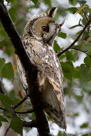 Hibou moyen-duc dans un arbre  sur Menno Schaefer