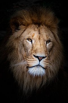 Lion on black by Janine Bekker Photography