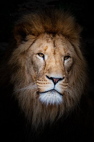 Leeuw op zwart van Janine Bekker Photography