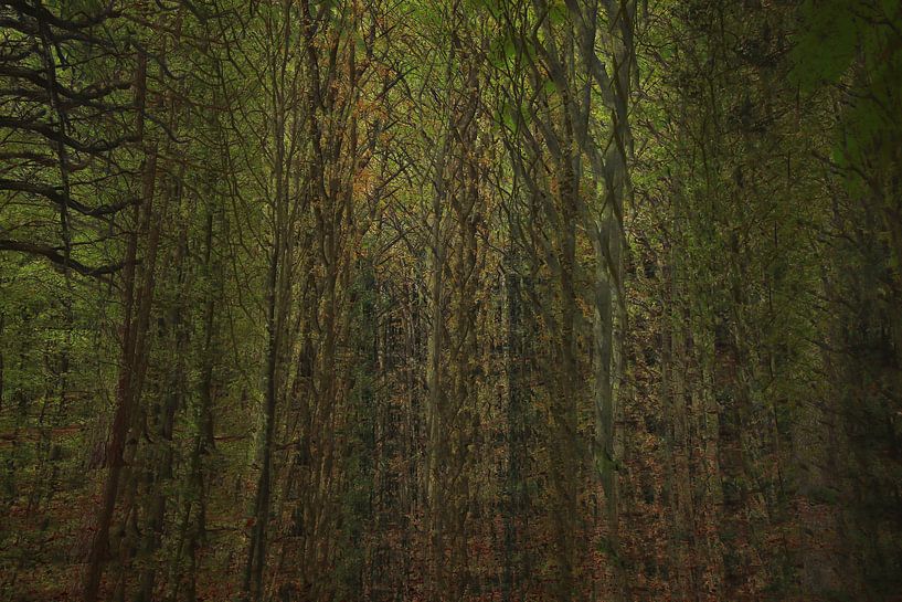 Spookachtig bos (meervoudige belichting) van Anne Ponsen
