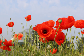 Poppies in the field on a summer's day